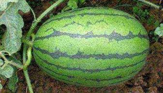 24小时吃瓜黑料不,24小时不间断的瓜料大揭秘